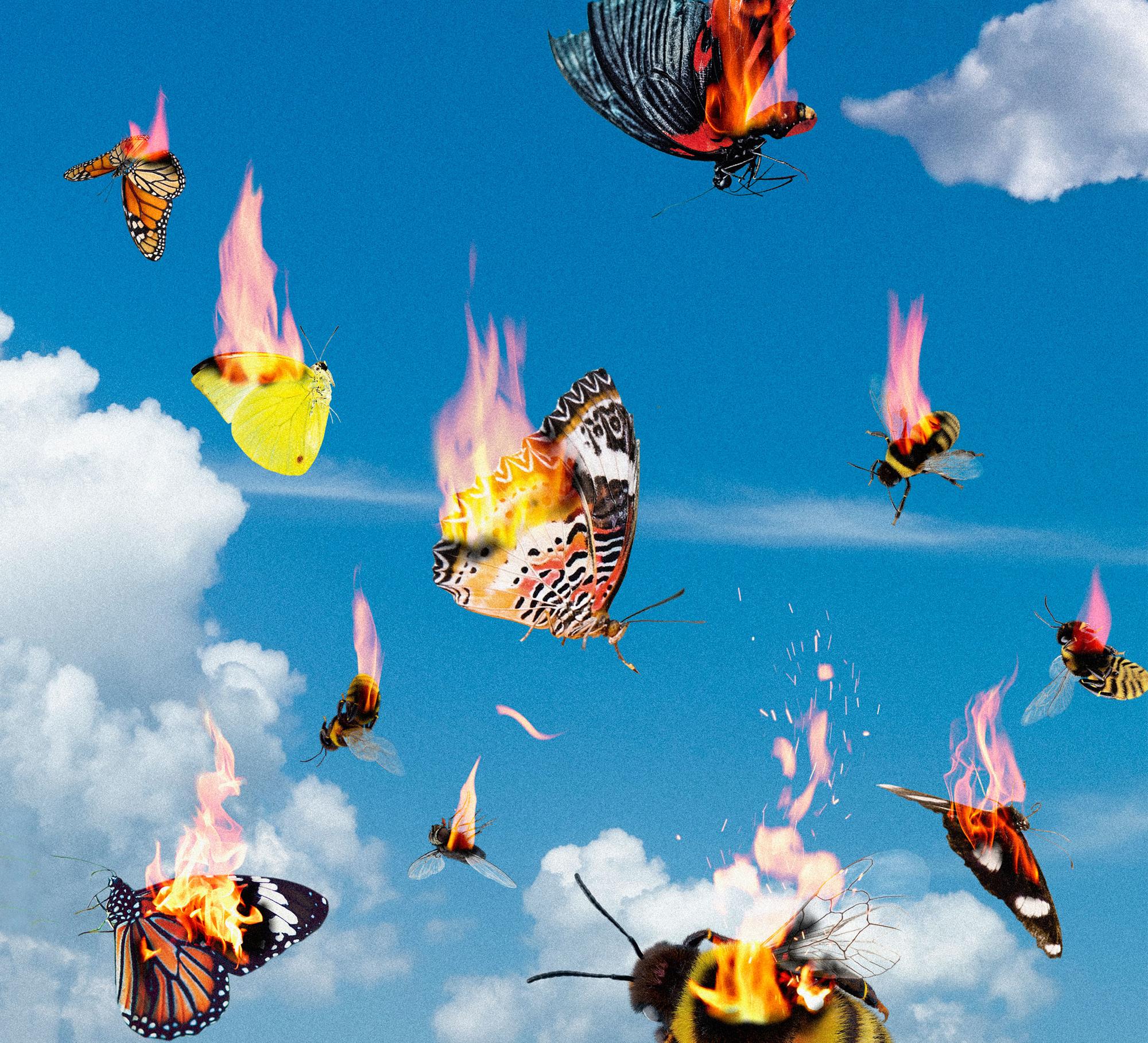 images_2021_Salud_insectos