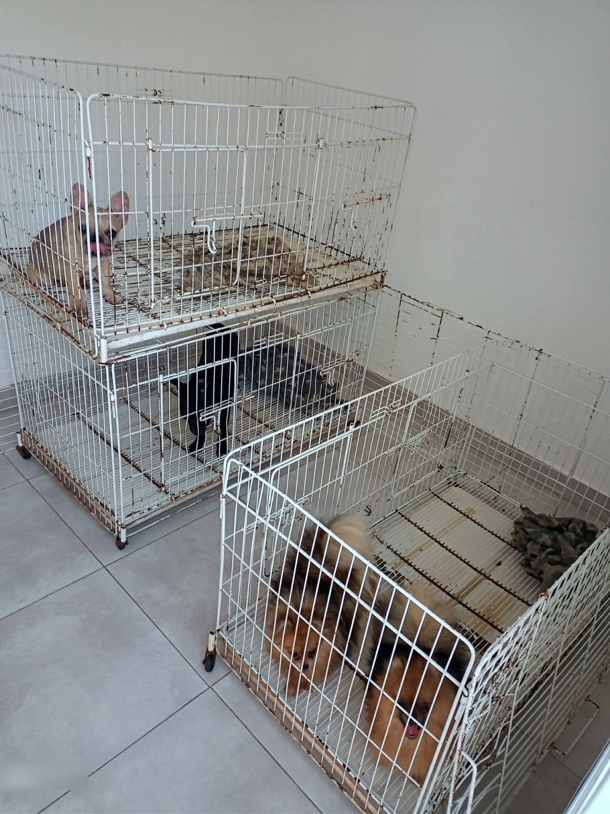 images_2022_Vecinales_Devoto-CriaderoClandestinoi_2