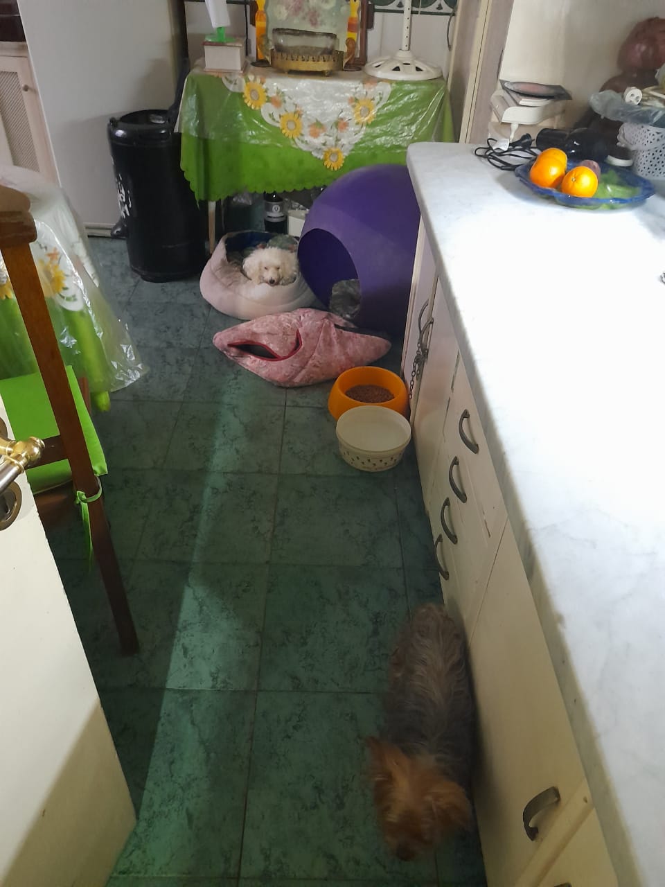 images_2022_Vecinales_CriaderoClandestino2_2