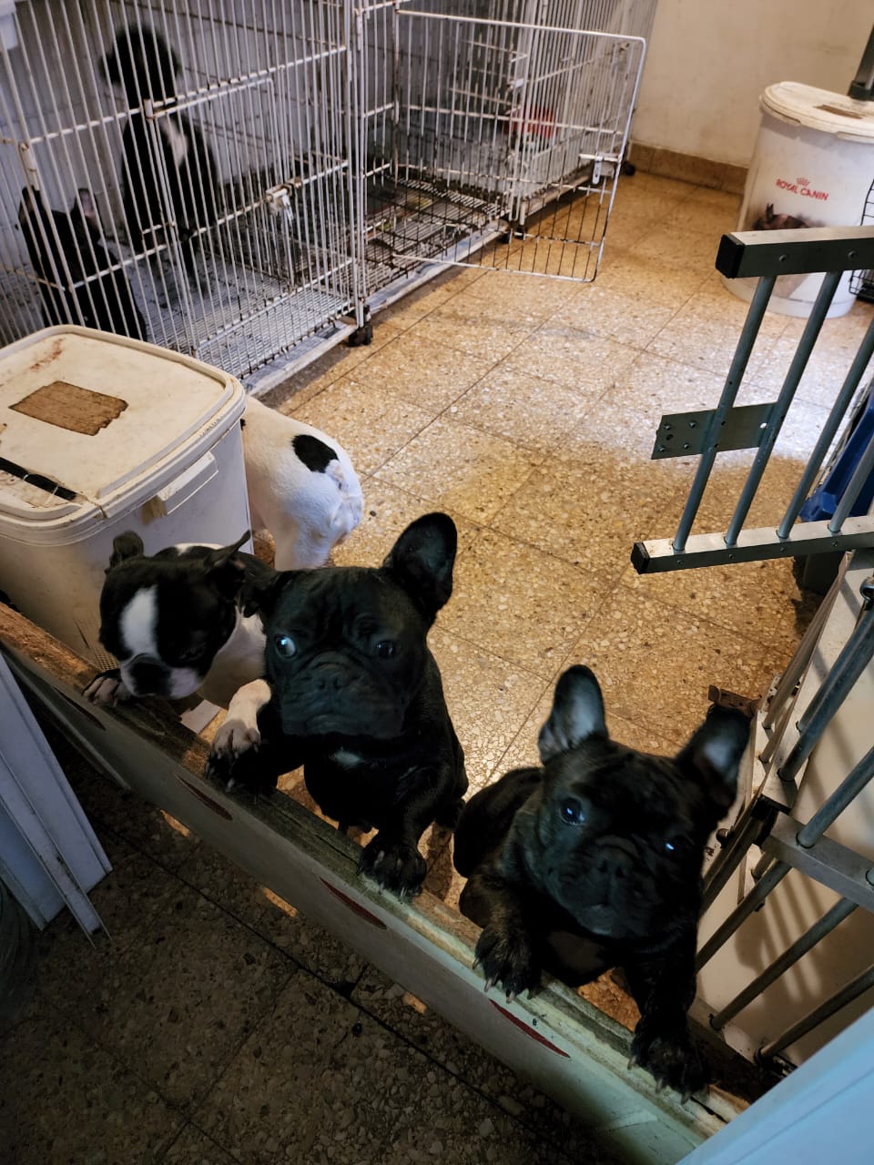 images_2022_NoticiasVarias_BulldogF-2