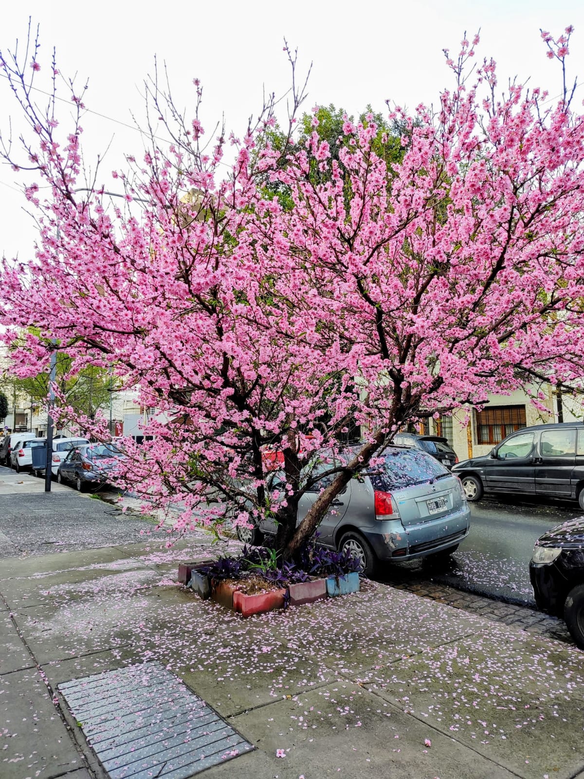 Cerezo-1